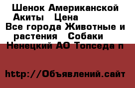 Шенок Американской Акиты › Цена ­ 35 000 - Все города Животные и растения » Собаки   . Ненецкий АО,Топседа п.